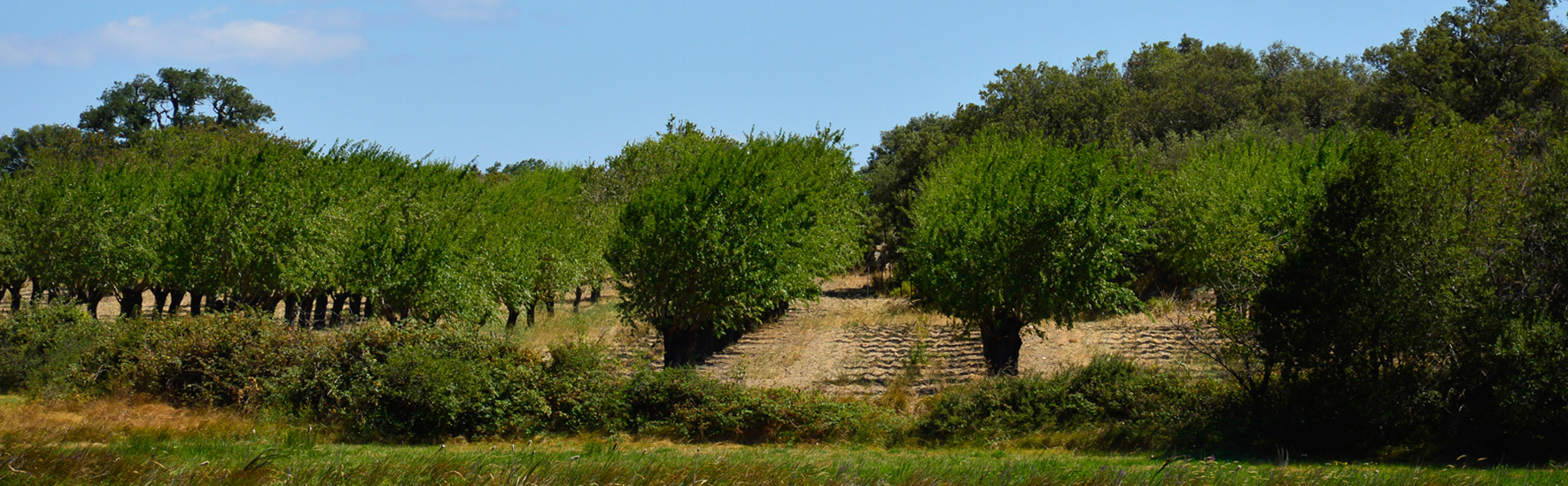 Roussillon Conflent